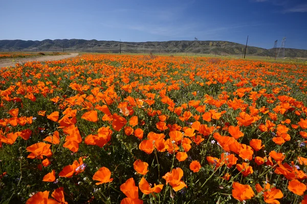 Amapola de California — Foto de Stock