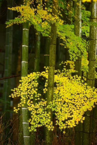 Bambu sarı yaprakları ile — Stok fotoğraf