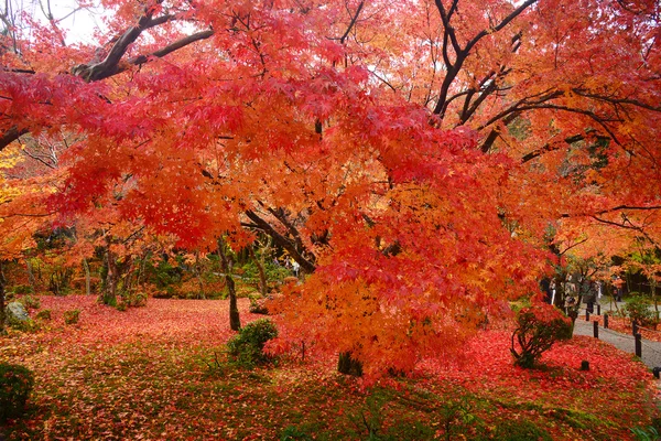 Maple in kyoto — Stock Photo, Image