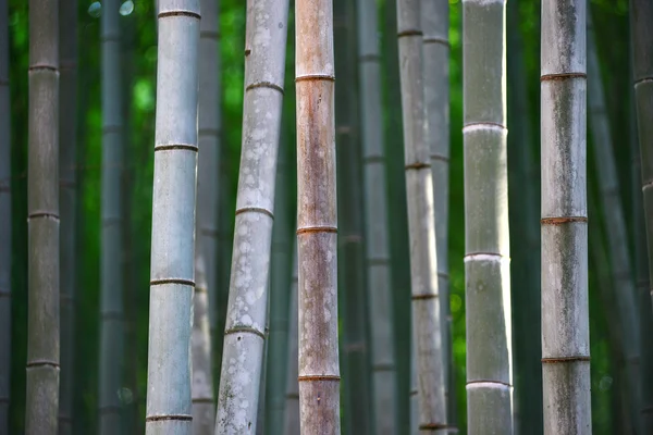 Bambú — Foto de Stock