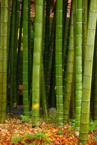 Bambú — Foto de Stock