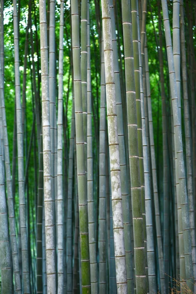 Bambu — Fotografia de Stock