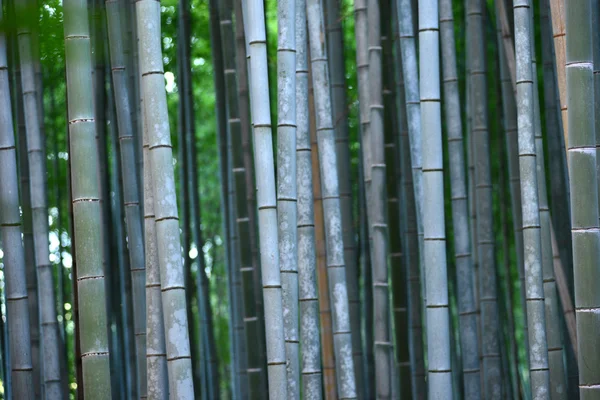 Bambu — Fotografia de Stock