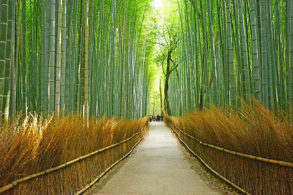 Bamboo groove — Stock Photo, Image