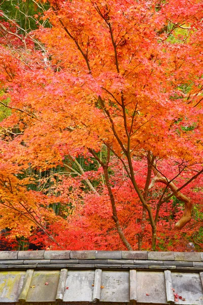 Maple in temple — Stock Photo, Image