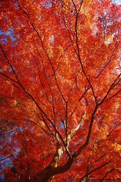 Maple in kyoto — Stock Photo, Image