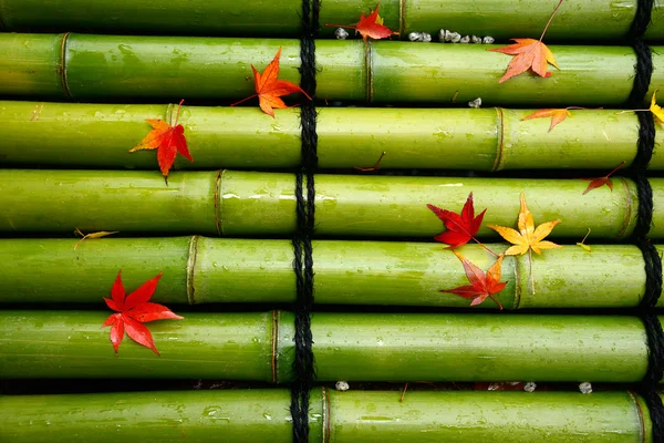 Bordo na linha de bambu — Fotografia de Stock