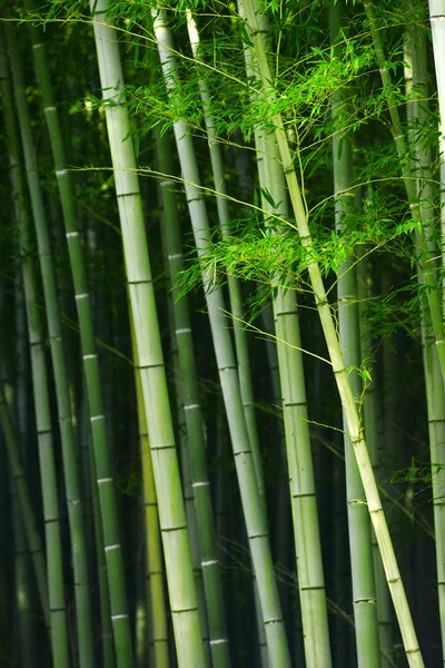 Bambú — Foto de Stock