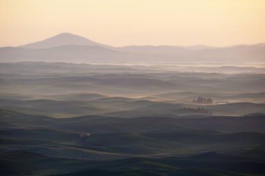 palouse tepeden yeşil buğday