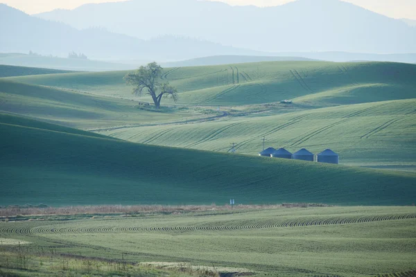 Зеленый пшеничный холм из палубы — стоковое фото