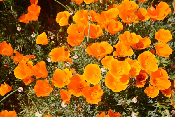 Papavero della California — Foto Stock