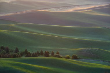 palouse tepeden yeşil buğday