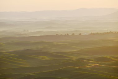palouse tepeden yeşil buğday