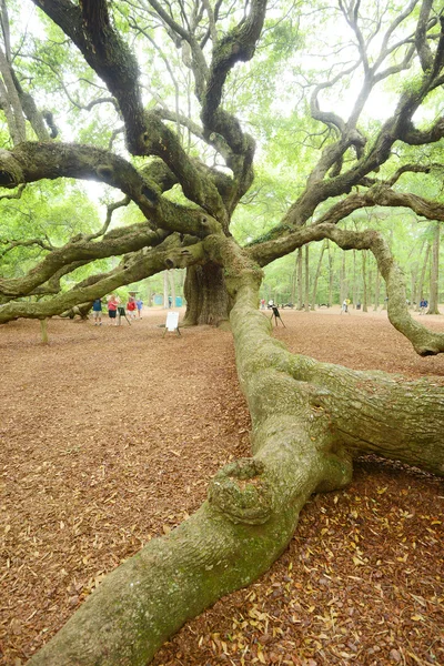 Angel Oak Tree — Stockfoto