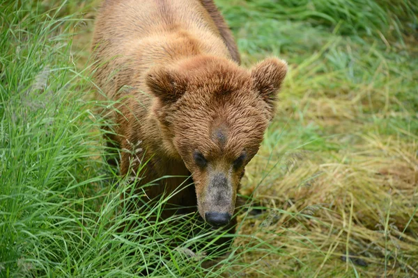 Cuccioli di orso in katmai — Foto Stock