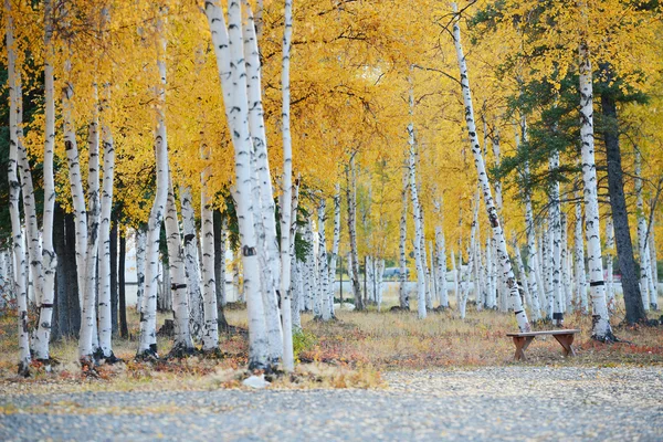 Álamo otoño — Foto de Stock