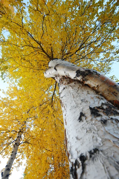 Aspen hösten — Stockfoto