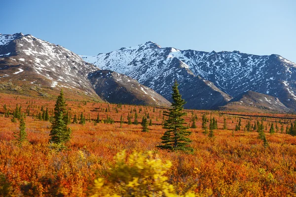 Denali őszi színek Stock Kép