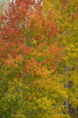 kavak sonbahar ağacı