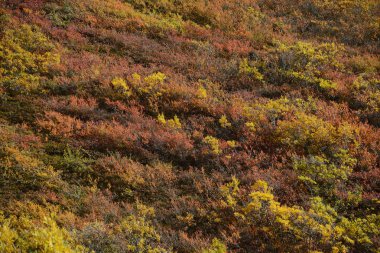 Denali sonbahar renkleri