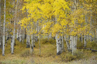 kavak sonbahar ağacı