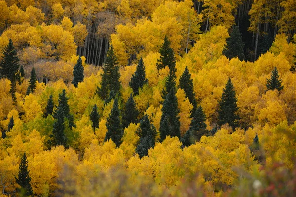 Aspen autumn tree — Stock Photo, Image