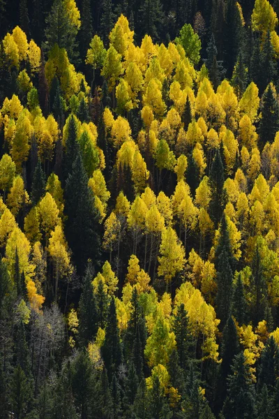 Aspen árvore de outono — Fotografia de Stock