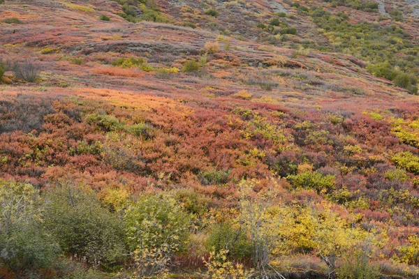 Autunno vista alaska — Foto Stock