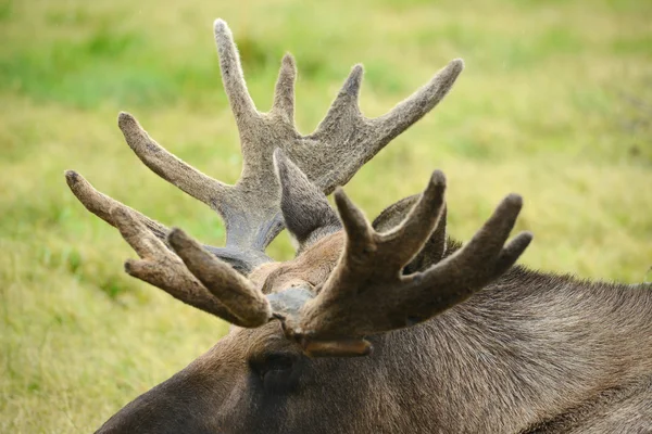 Älgar i en park — Stockfoto