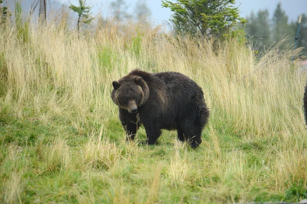 Чорний ведмідь стенд — стокове фото