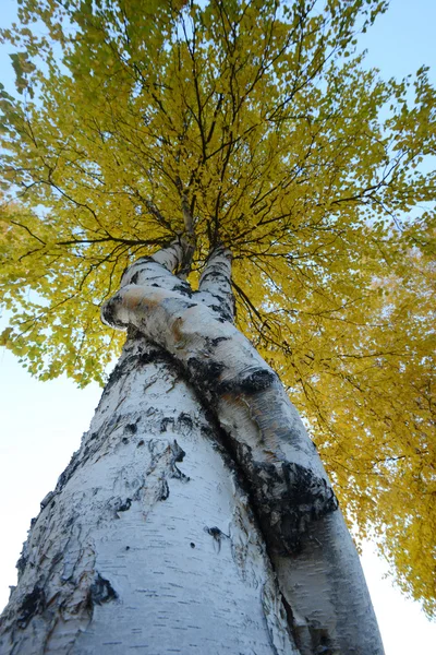 Aspen hösten i gult — Stockfoto