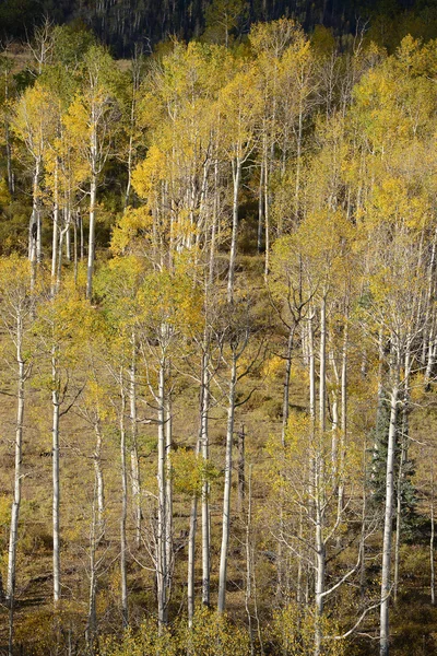 Gele aspen herfst — Stockfoto