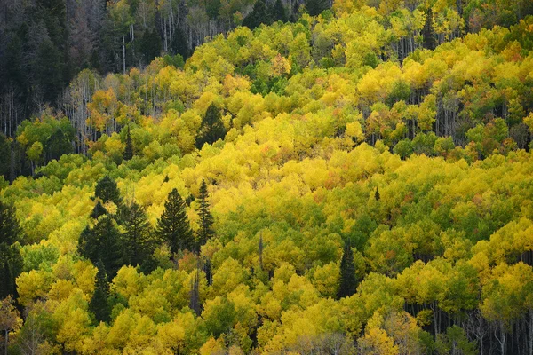 Aspen autumn tree — Stock Photo, Image