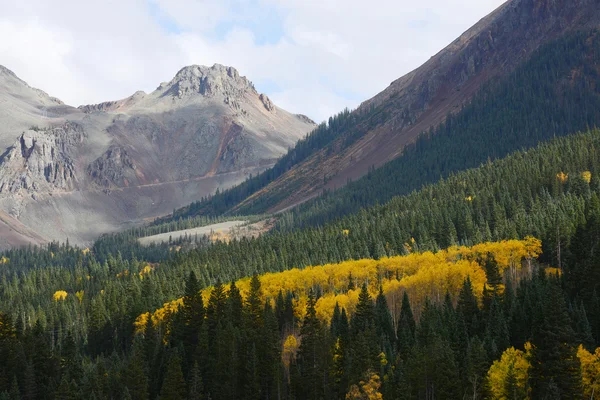 Aspen în san juan — Fotografie, imagine de stoc