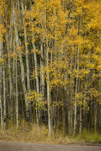 Kavak sonbahar ağacı — Stok fotoğraf