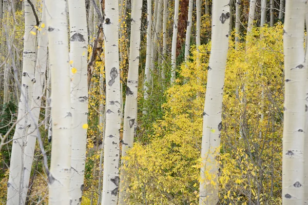 Gele aspen in het najaar van — Stockfoto