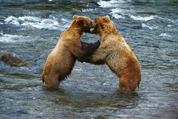 Grizzly orso lotta — Foto Stock