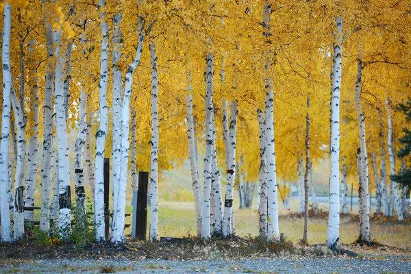 Espen-Herbstbaum — Stockfoto