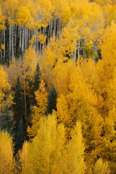 Aspen autunno vista — Foto Stock