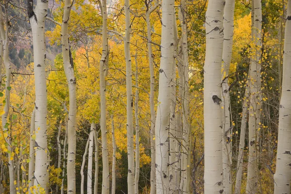 Tremble jaune en automne — Photo