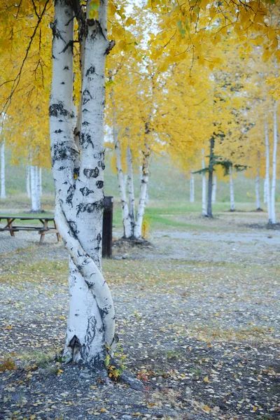 Aspen őszi fa — Stock Fotó