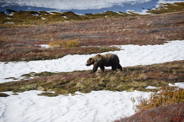 Orso grizzly in denali — Foto Stock