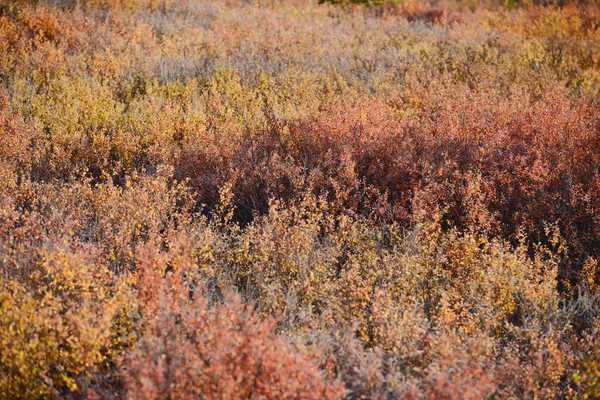 Denali fall colors — Stock Photo, Image