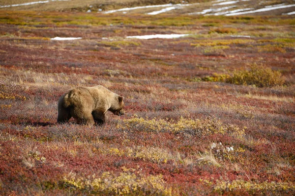 Orso grizzly in denali — Foto Stock