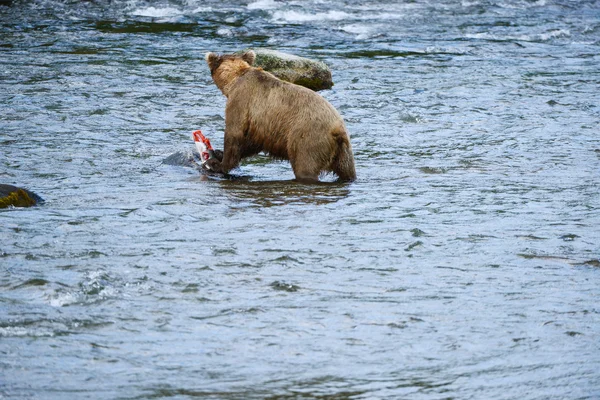 Grizzly bear hunting salmon — Stock Photo, Image