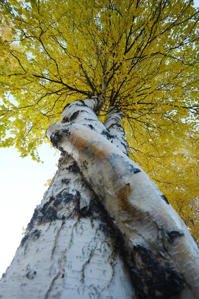 Aspen őszi fa — Stock Fotó