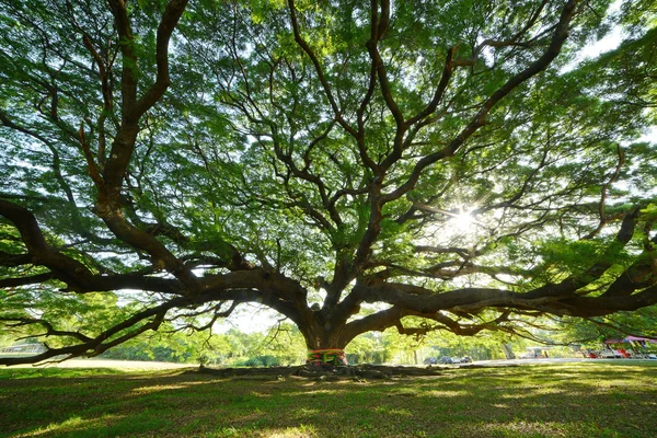 Rama de árbol grande —  Fotos de Stock