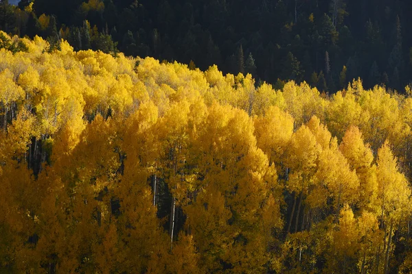 Aspen őszi fa — Stock Fotó