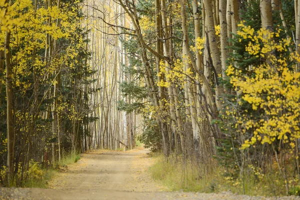 Espen-Herbstbaum — Stockfoto