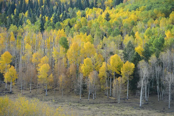 Aspen árvore outono — Fotografia de Stock
